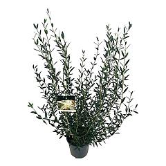 Phillyrea angustifolia