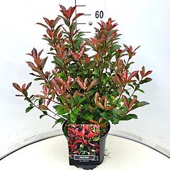 Photinia fraseri 'Carré Rouge'