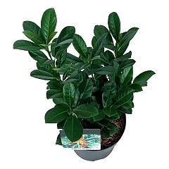 Prunus l. 'Bonaparte'