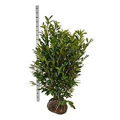 Prunus l. 'Caucasica'