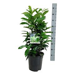 Prunus l. 'Genolia'(R)