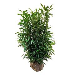 Prunus l. 'Herbergii'