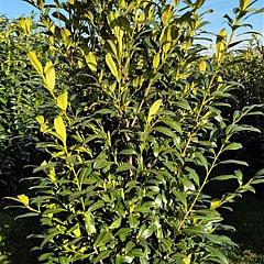 Prunus l. 'Herbergii'