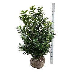 Prunus l. 'Kleopatra'