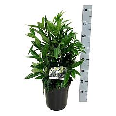 Prunus l. Renault Ace