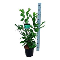 Prunus l. 'Rotundifolia'