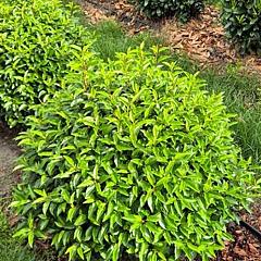 Prunus lusitanica 'Angustifolia'