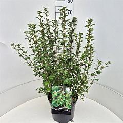 Ribes alpinum 'Schmidt'