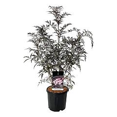 Sambucus nigra 'Black Lace'