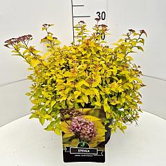 Spiraea japonica 'Golden Princess'