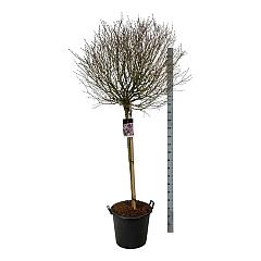 Syringa meyeri 'Palibin'