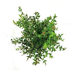 Syringa 'Flowerfest White'