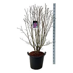 Syringa v. 'Charles Joly'