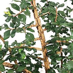 Ulmus minor suberosa