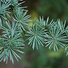 Cedrus libani 'Glauca'