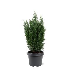 Chamaecyparis l. 'Ellwoodii'