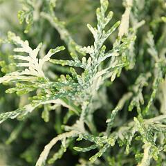 Chamaecyparis l. 'Pearly Swirl's'