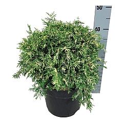 Chamaecyparis l. 'Pearly Swirl's'