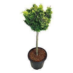 Chamaecyparis o. 'Nana Aurea'