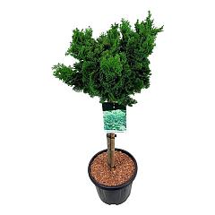 Chamaecyparis o. 'Nana Gracilis'