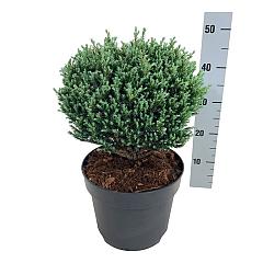 Chamaecyparis p. 'Blue Moon' ®