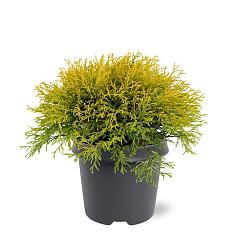 Chamaecyparis p. 'Filifera Aurea'