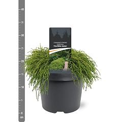 Chamaecyparis p. 'Filifera Nana'