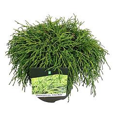 Chamaecyparis p. 'Filifera Nana'
