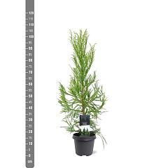 Cryptomeria j. 'Kitayama' 