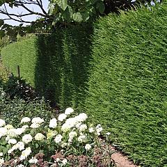 Cupressocyparis leylandii