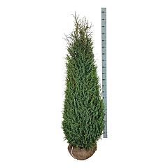 Juniperus comm. 'Hibernica'
