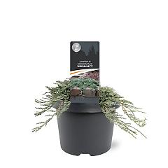 Juniperus hor. 'Icee Blue'