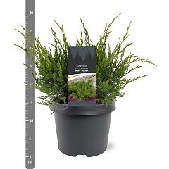 Juniperus pf. 'Mint Julep'