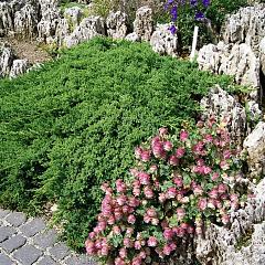Juniperus procumbens 'Nana'