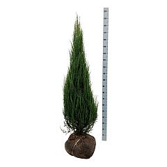 Juniperus scop. 'Blue Arrow'