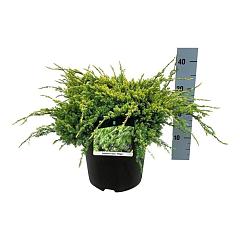 Juniperus squamata 'Holger'