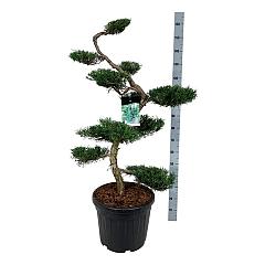 Juniperus virg. 'Grey Owl'