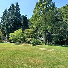 Metasequoia glyptostroboides