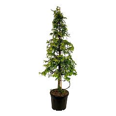 Metasequoia gl. 'Amber Glow'