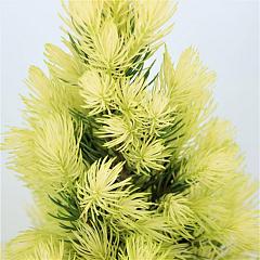 Picea glauca 'Daisy's White'