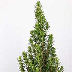 Picea glauca 'Perfecta'