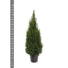 Picea glauca 'Perfecta'