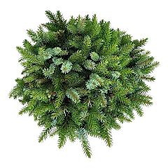 Picea omorika 'Nana'