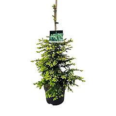 Picea orientalis 'Aureospicata'