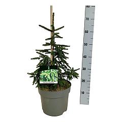 Picea orientalis 'Aureospicata'