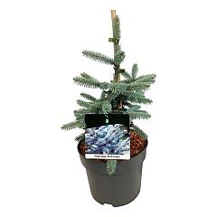 Picea pungens 'Erich Frahm'