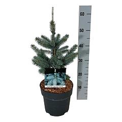 Picea pungens 'Super Blue Seedling'