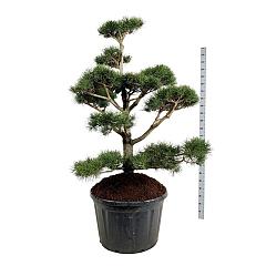 Pinus contorta