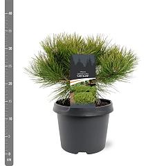 Pinus densiflora 'Low Glow'