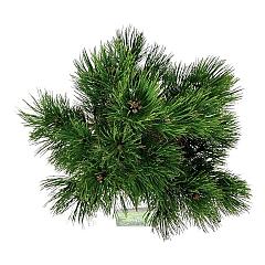 Pinus heldreichii 'Compact Gem'